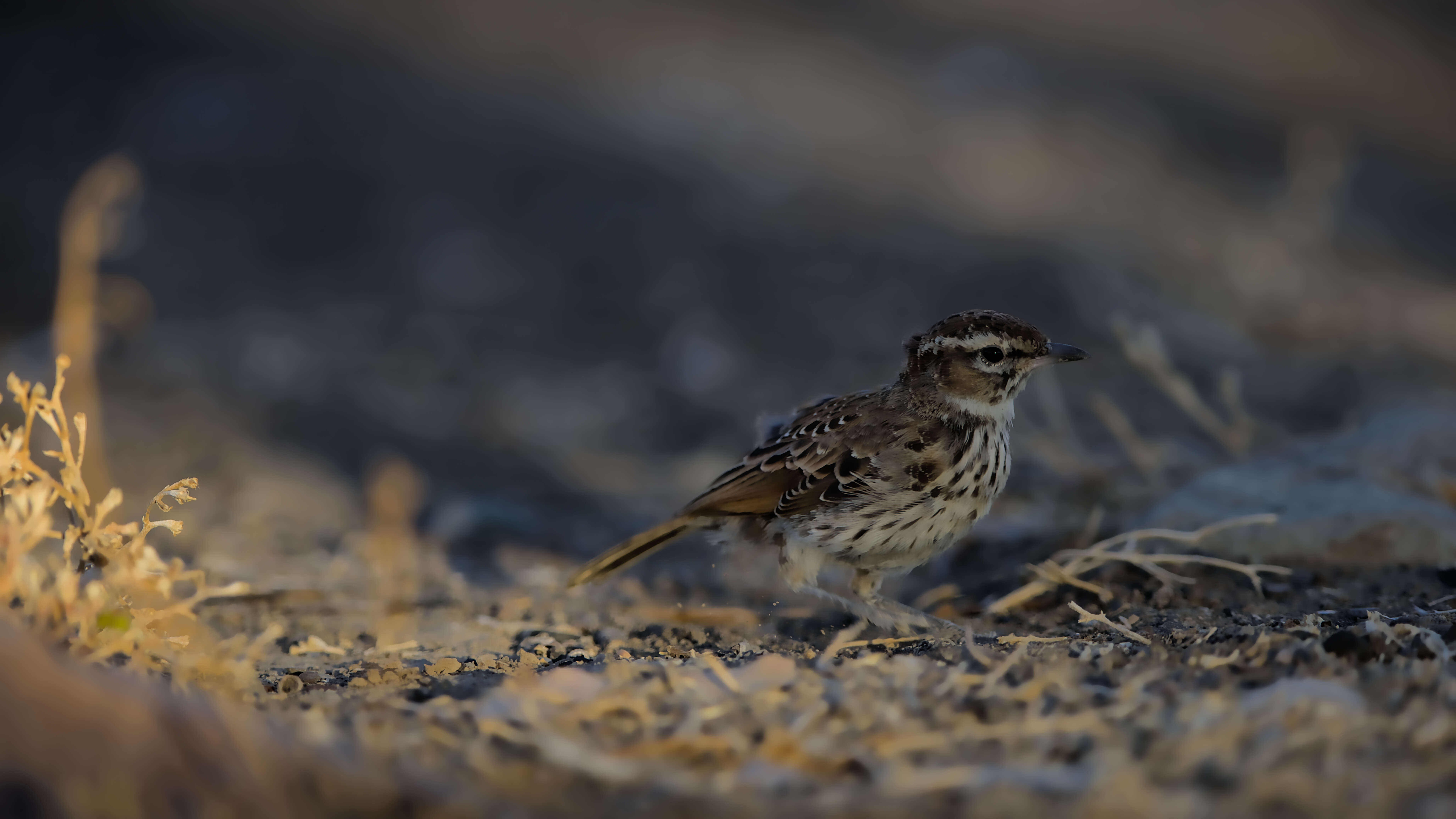 Image of Karoo Lark