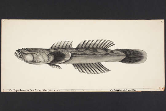 صورة Gobiopsis atrata (Griffin 1933)