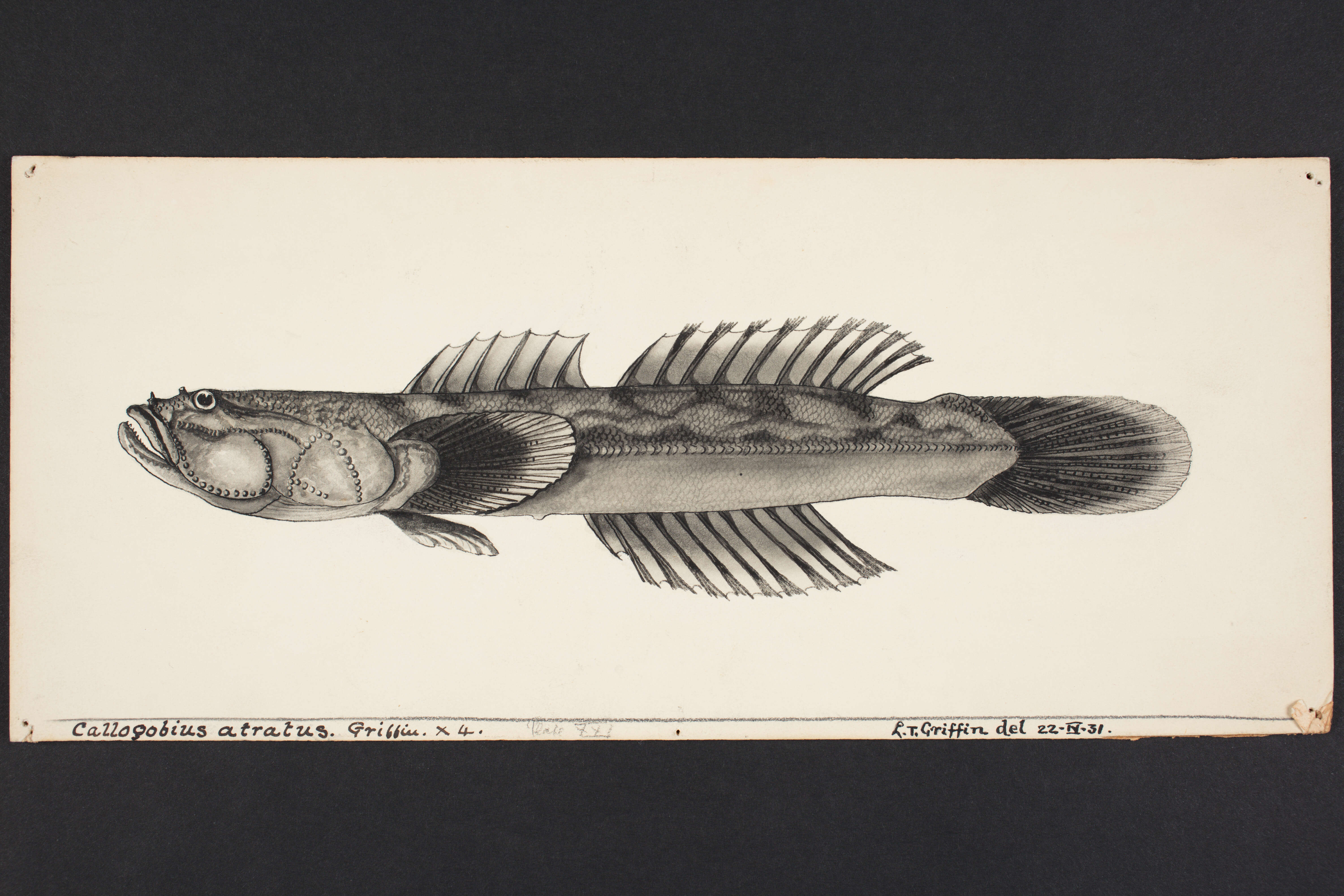 Слика од Gobiopsis atrata (Griffin 1933)