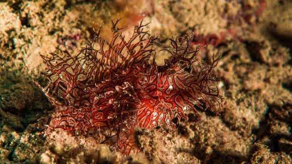 Image of Lacy scorpionfish