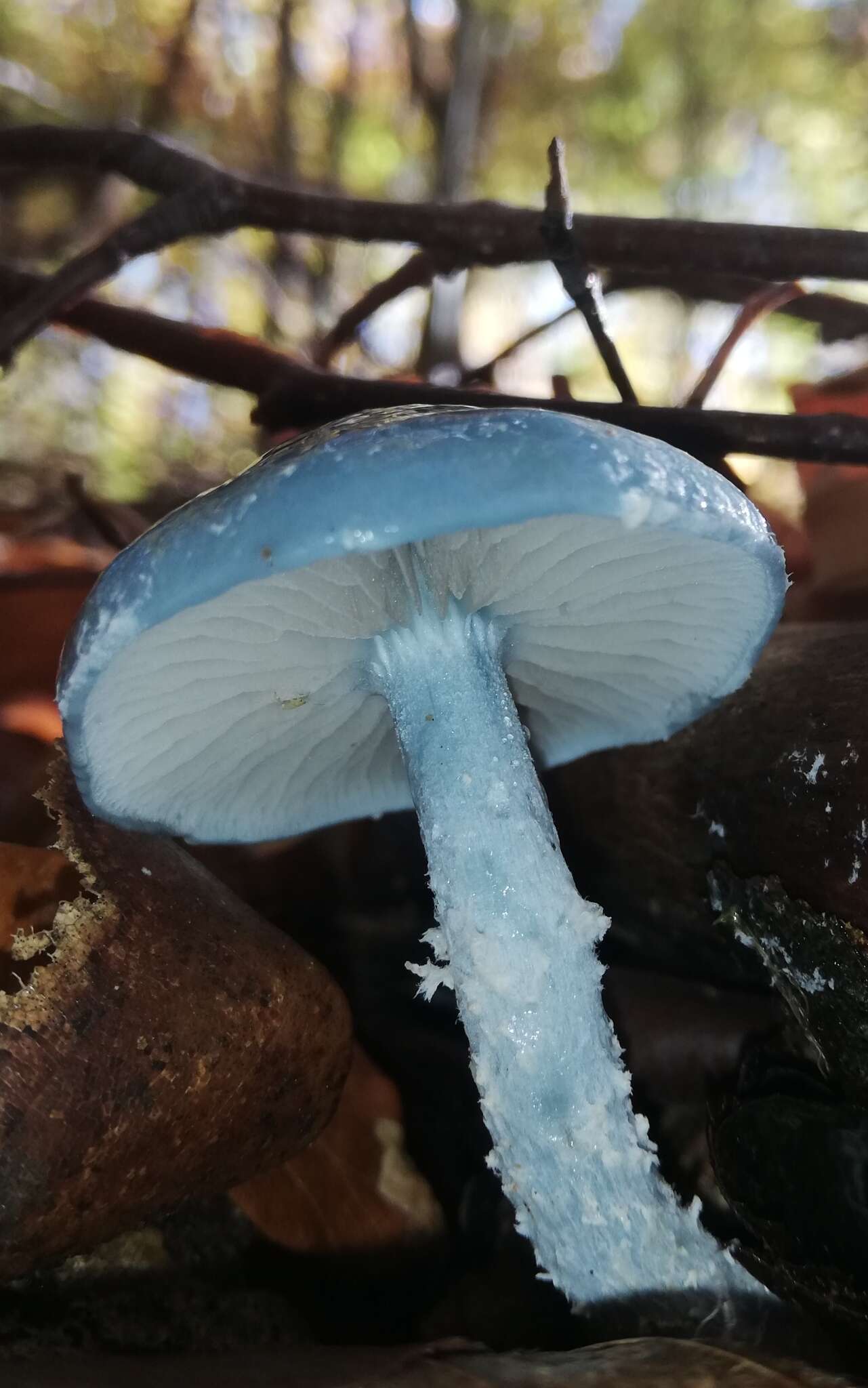 Image of Stropharia caerulea Kreisel 1979