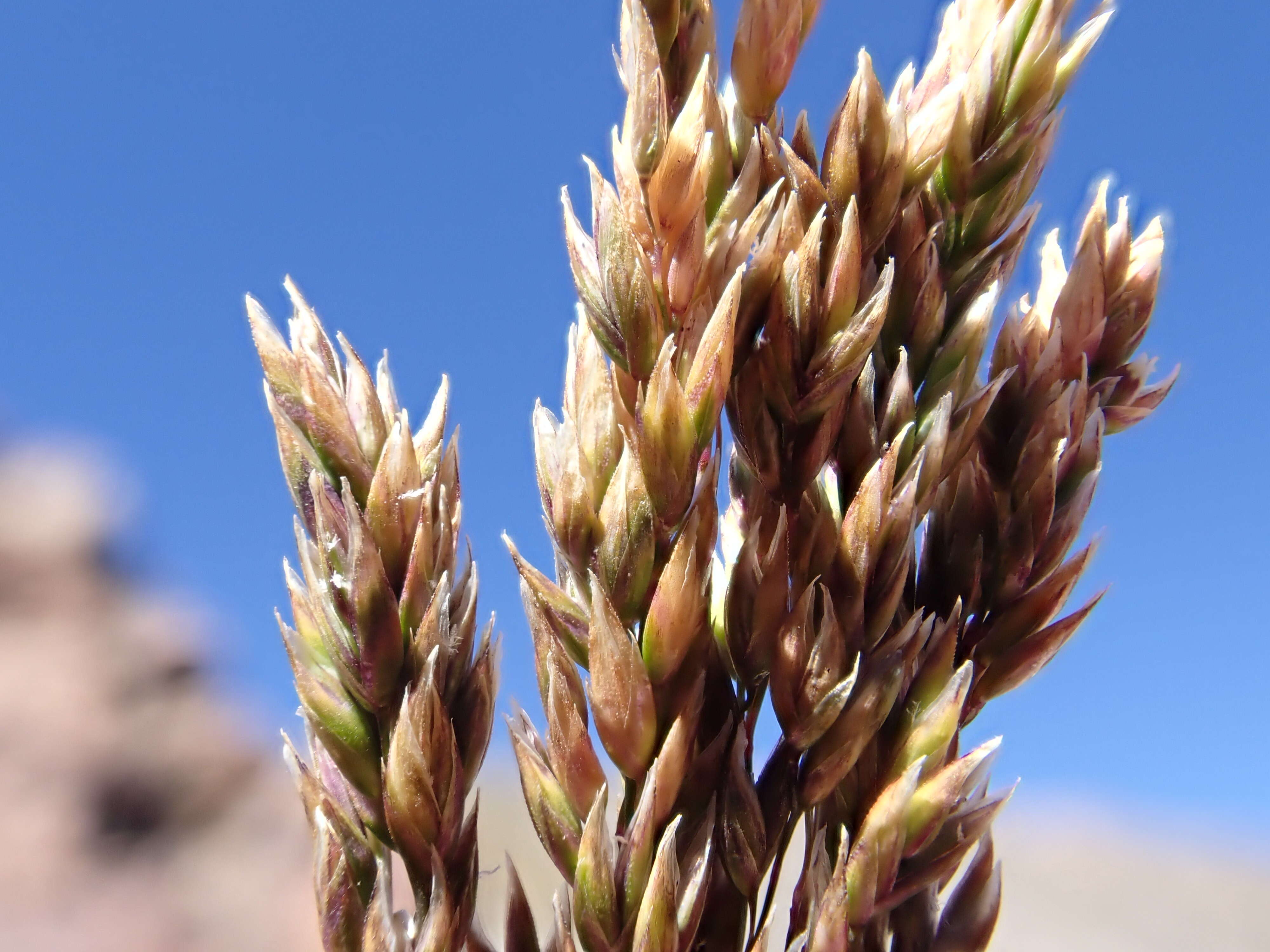 Image de Poa fendleriana (Steud.) Vasey