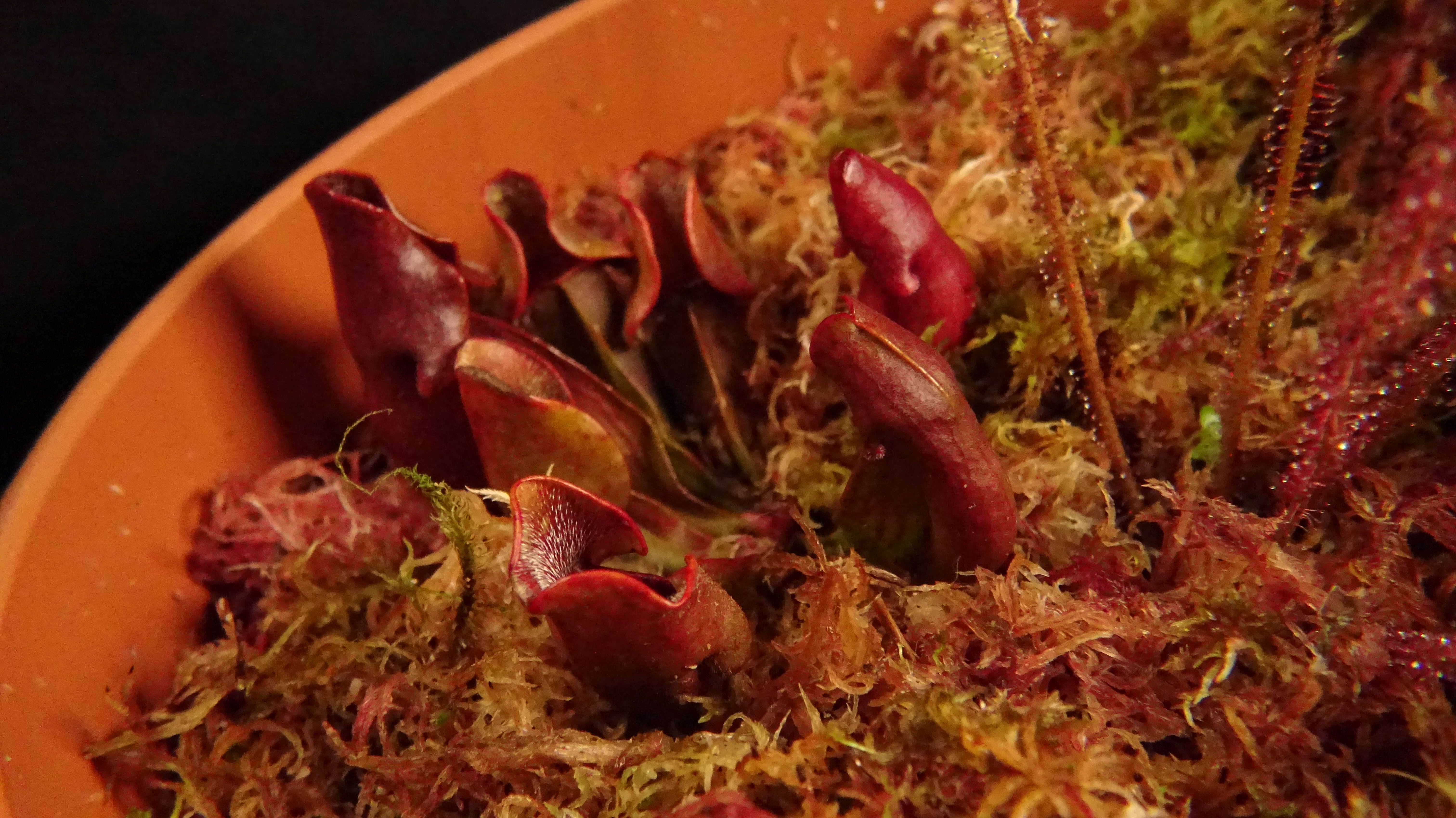 Image of purple pitcherplant