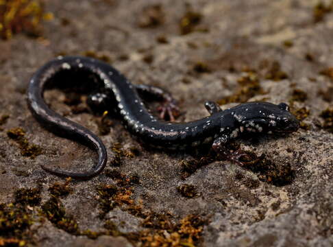 Image of Western Slimy Salamander