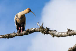 Image of Black-faced Ibis