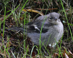 Image of Fringilla Linnaeus 1758