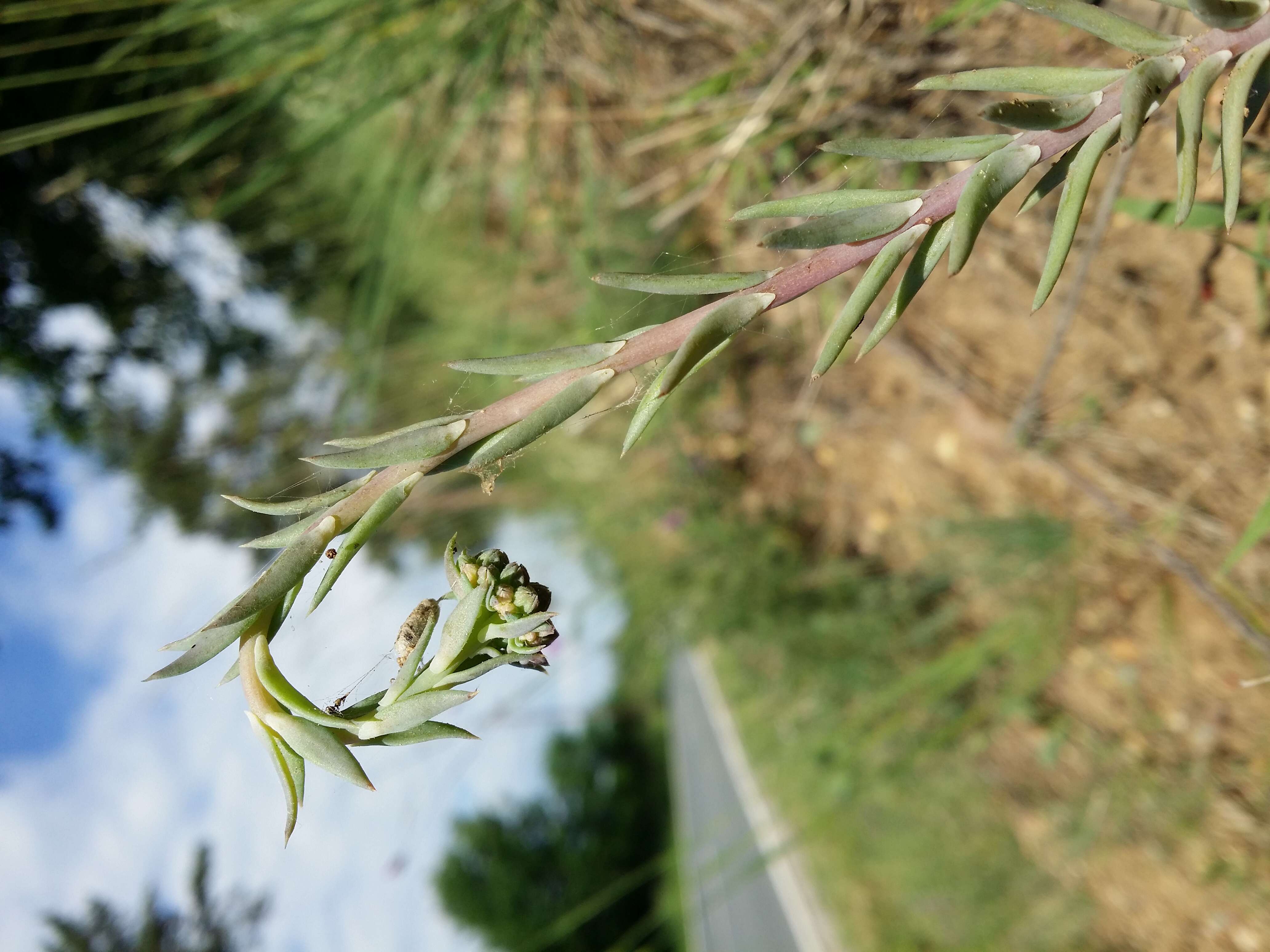 Слика од Petrosedum rupestre (L.) P. Heath