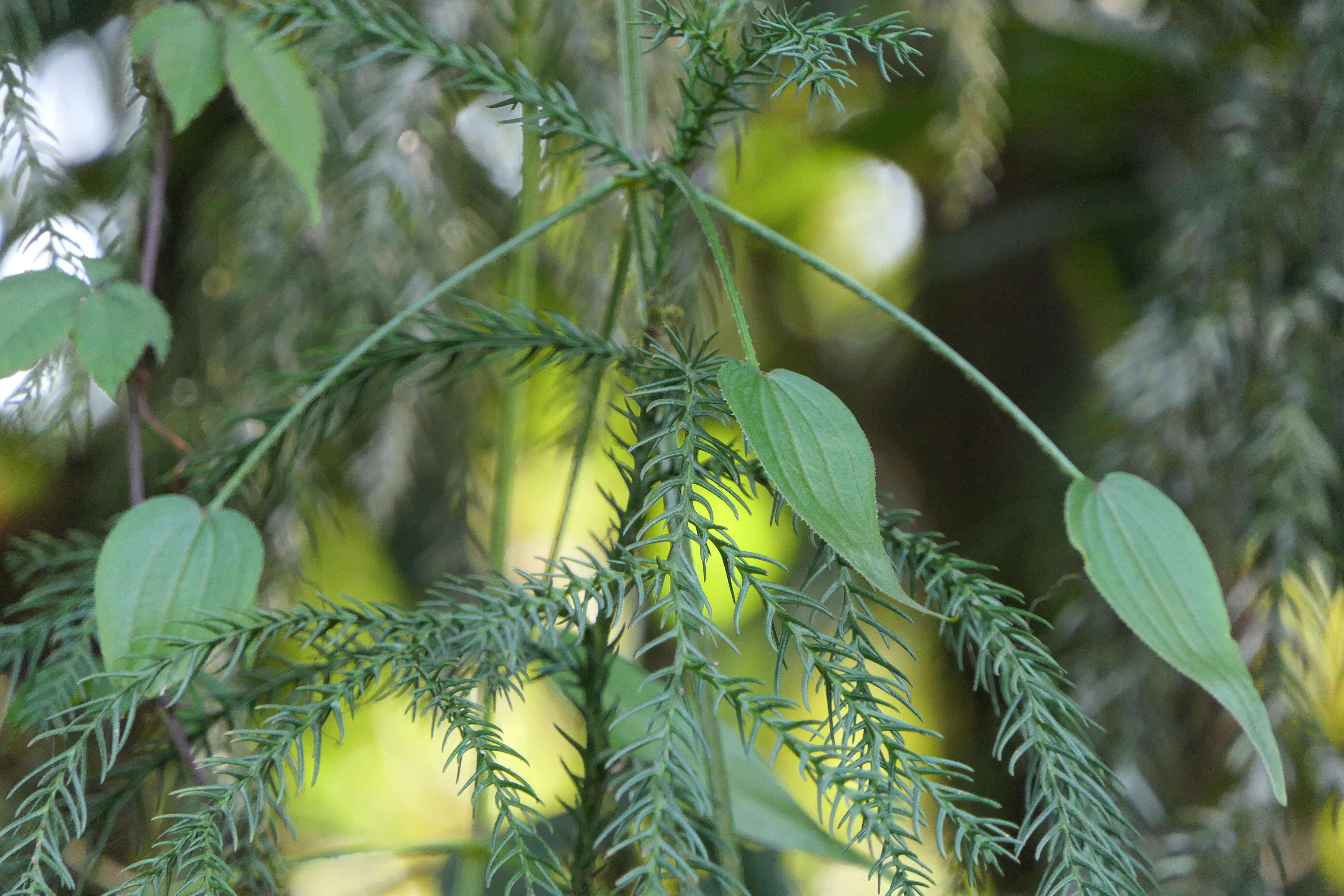 Plancia ëd Rubia cordifolia L.