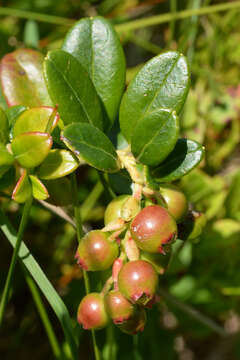 Image of lingonberry