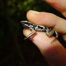 Image of Western long-fingered frog
