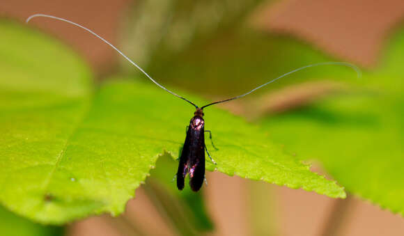 Image of Southern Longhorn Moth