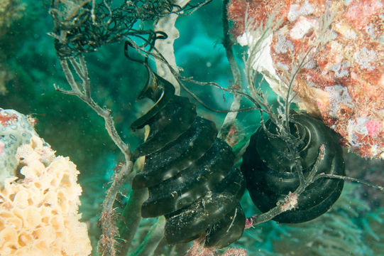 Image of Crested Bullhead Shark