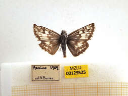 Image of Burnsius communis