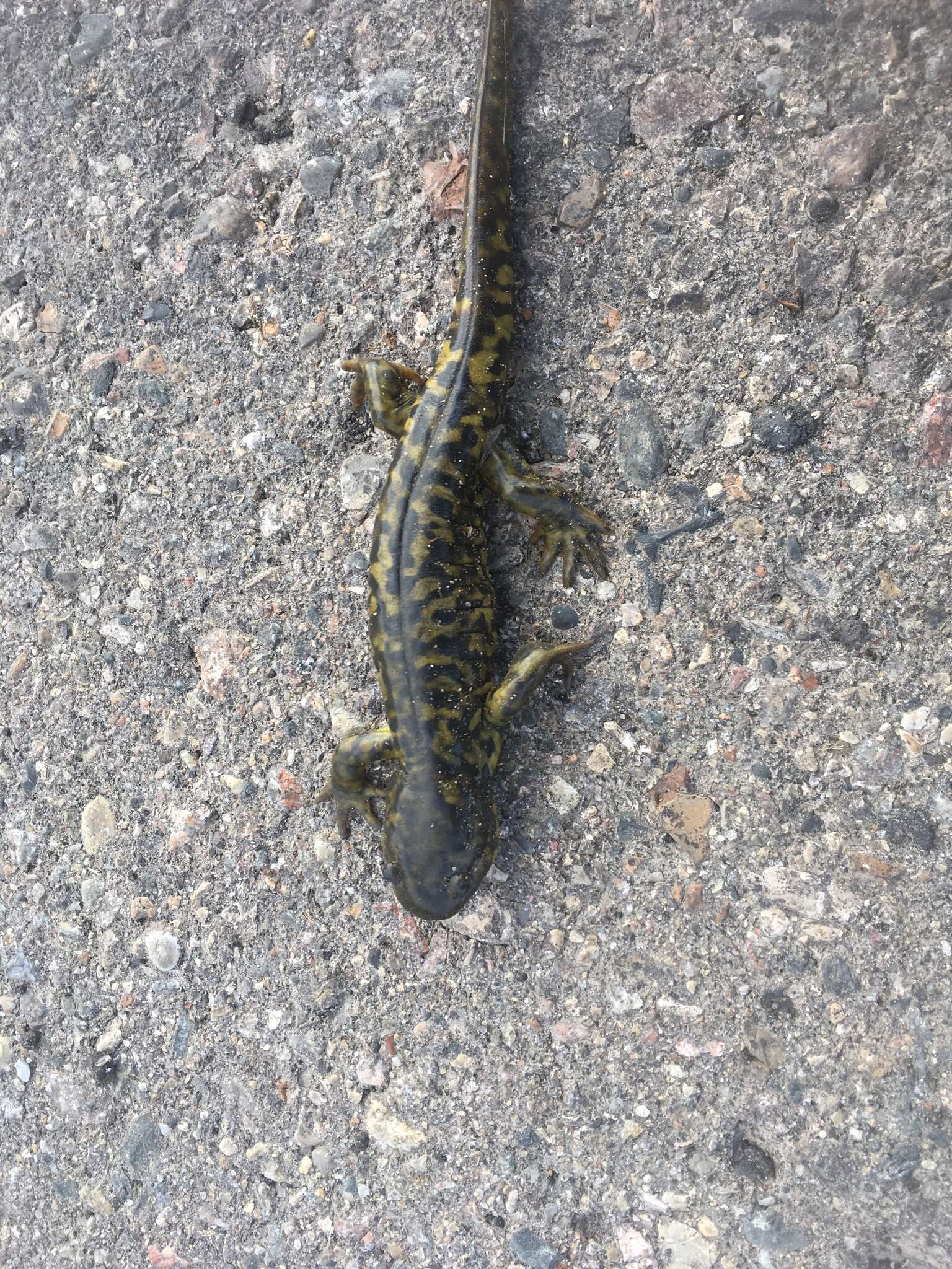 Image of Barred Tiger Salamander