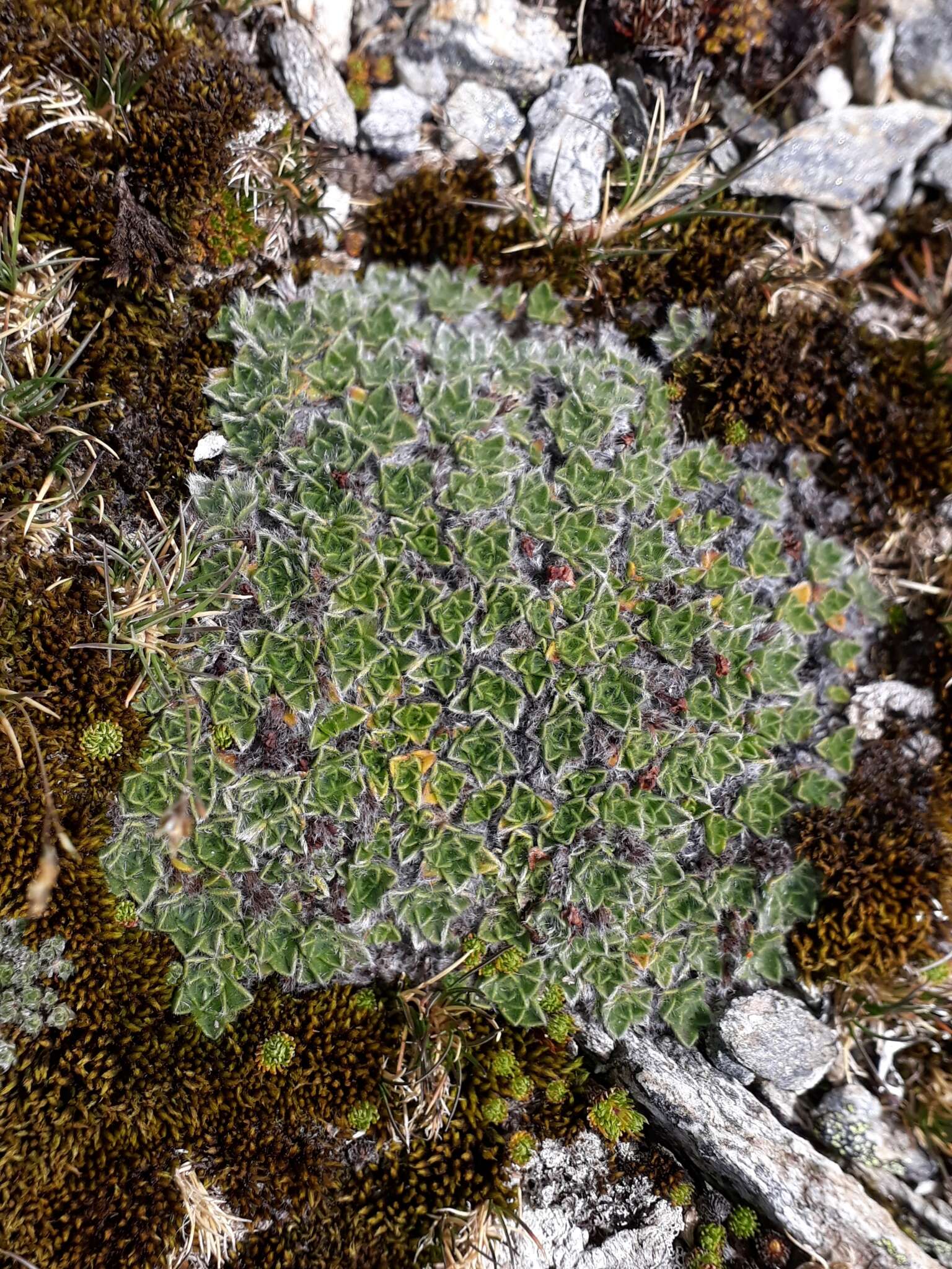 Image of Myosotis pulvinaris Hook. fil.