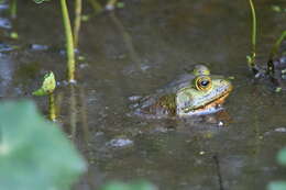 Image of American Bullfrog