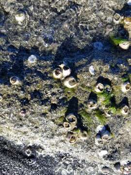 Image of Striped barnacle