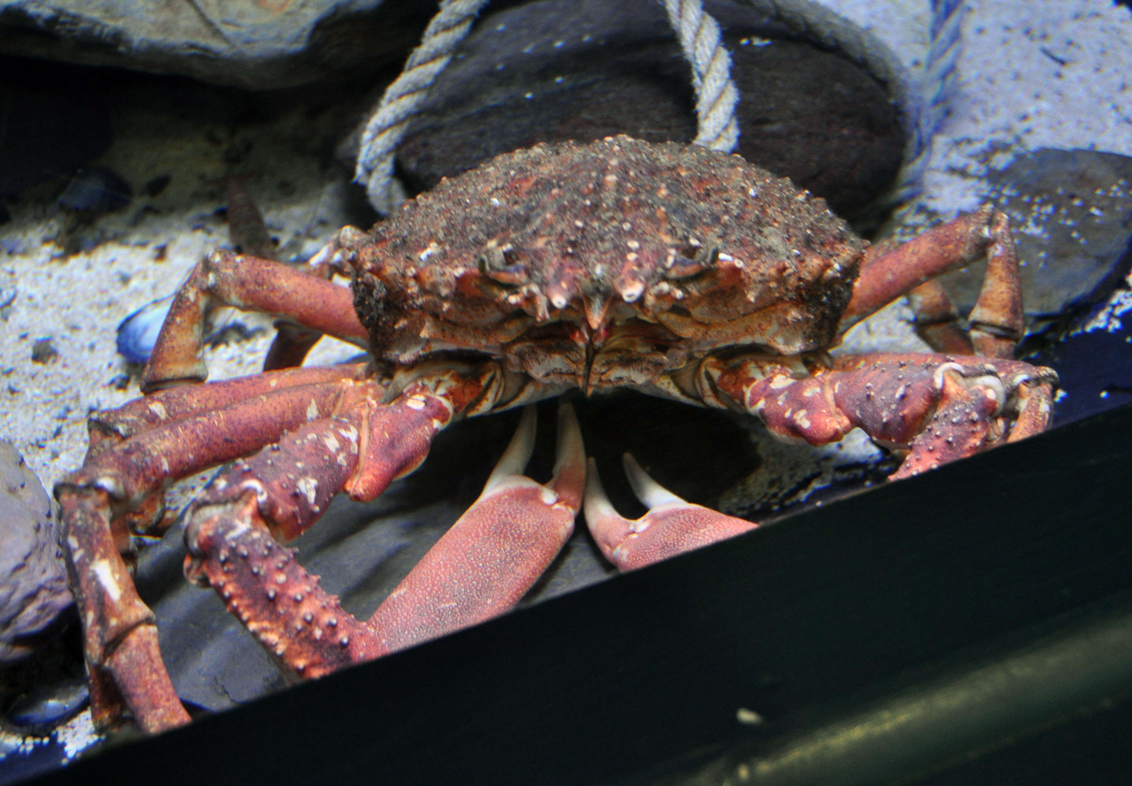 Image of Atlantic spider crab