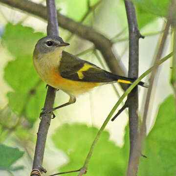 Image of American Redstart