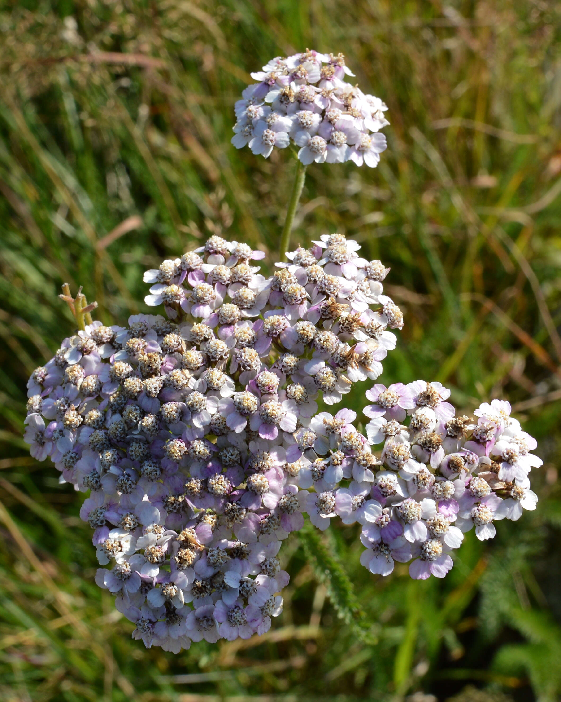 Image of yarrow, milfoil