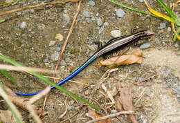 Image of Shanghai Elegant Skink