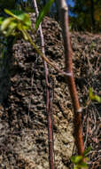 Image of Ornate Anole