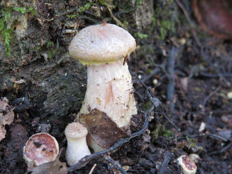 Image of Armillaria gallica Marxm. & Romagn. 1987