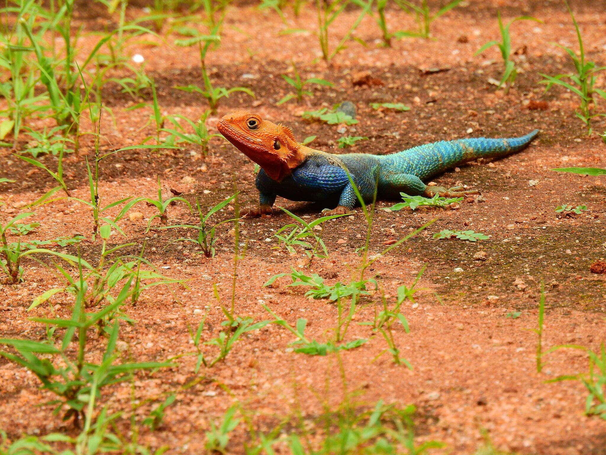 صورة Agama lionotus Boulenger 1896