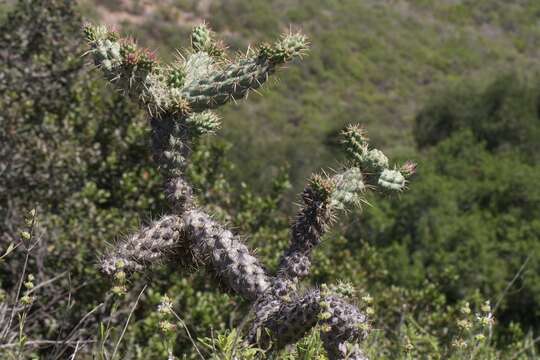 Image de Cylindropuntia prolifera (Engelm.) F. M. Knuth