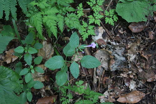 Image of Clinopodium grandiflorum