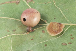 Image of Red-pea gall