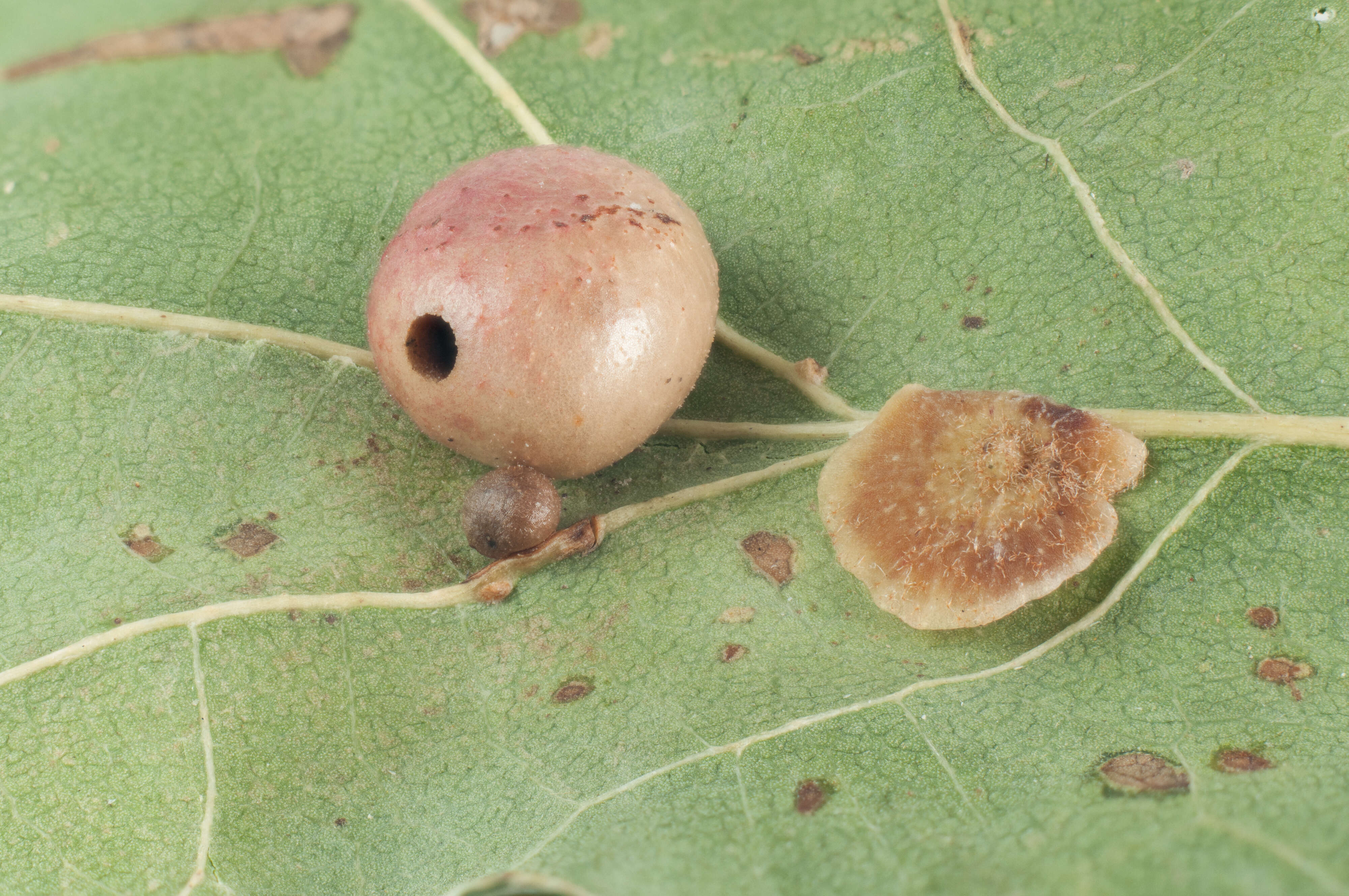 Image of Red-pea gall