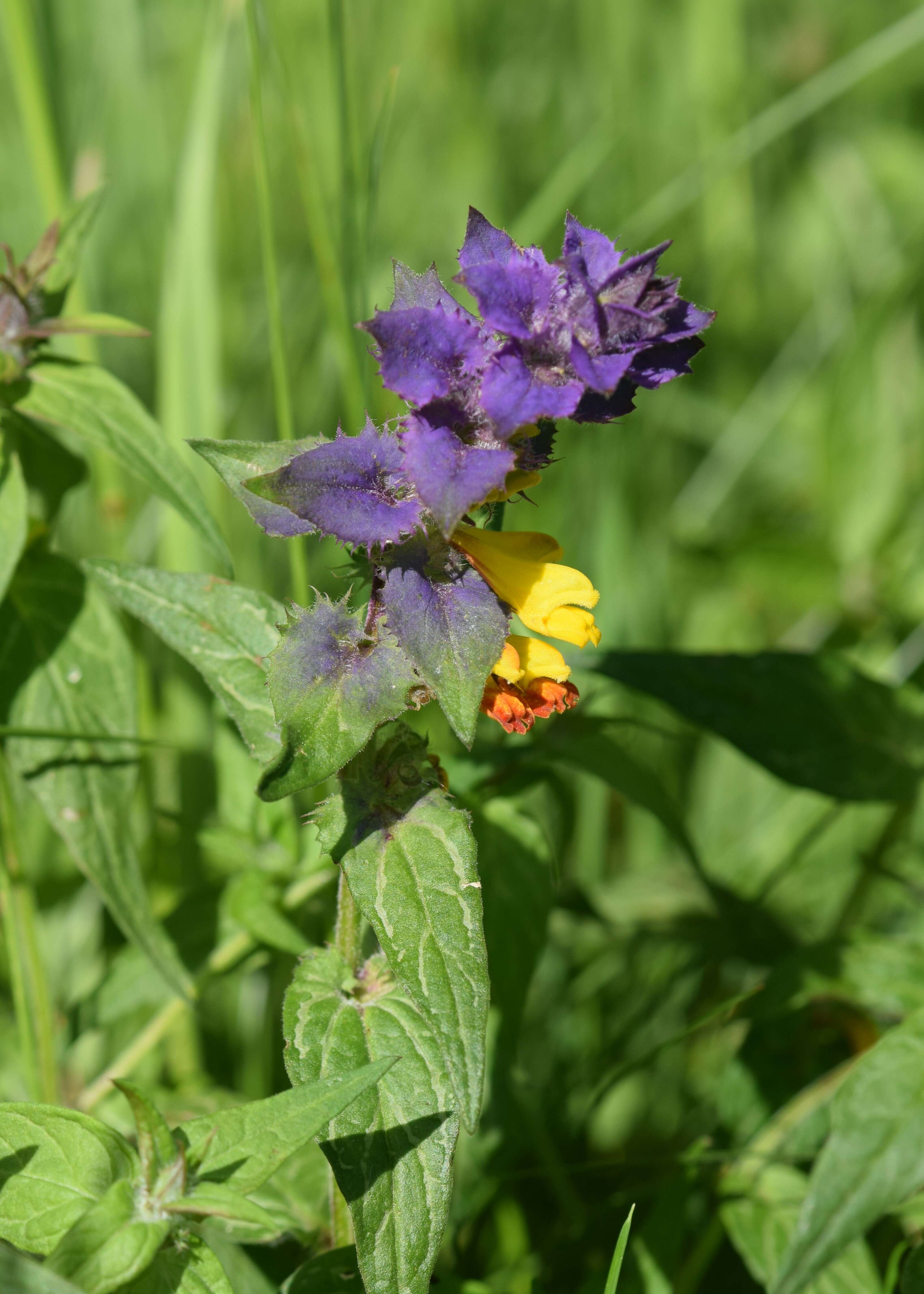 Слика од Melampyrum nemorosum L.