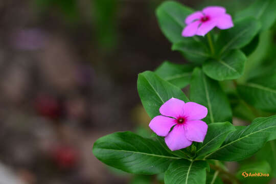 Image of Madagascar periwinkle