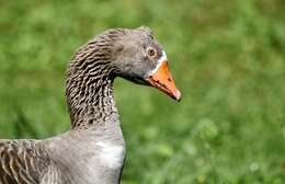 Image of Greylag Goose