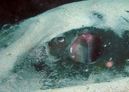 Image of Short-tail Stingray