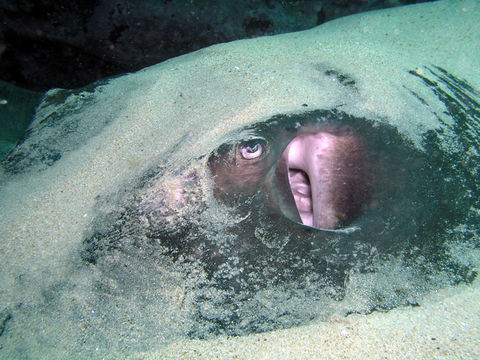 Image of Short-tail Stingray