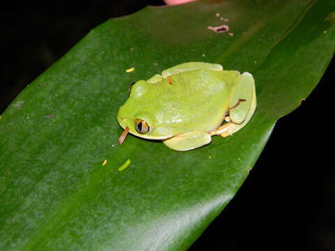 Image of Leptopelis flavomaculatus