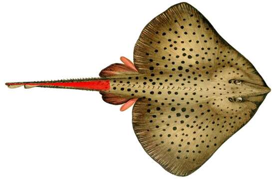 Image of Spotted Ray