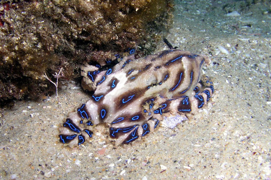 Image of Blue-lined octopus