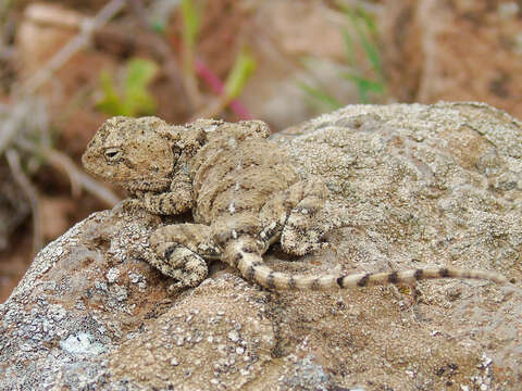 Image of Anderson's Agama