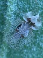 Image of Sycamore Lace Bug