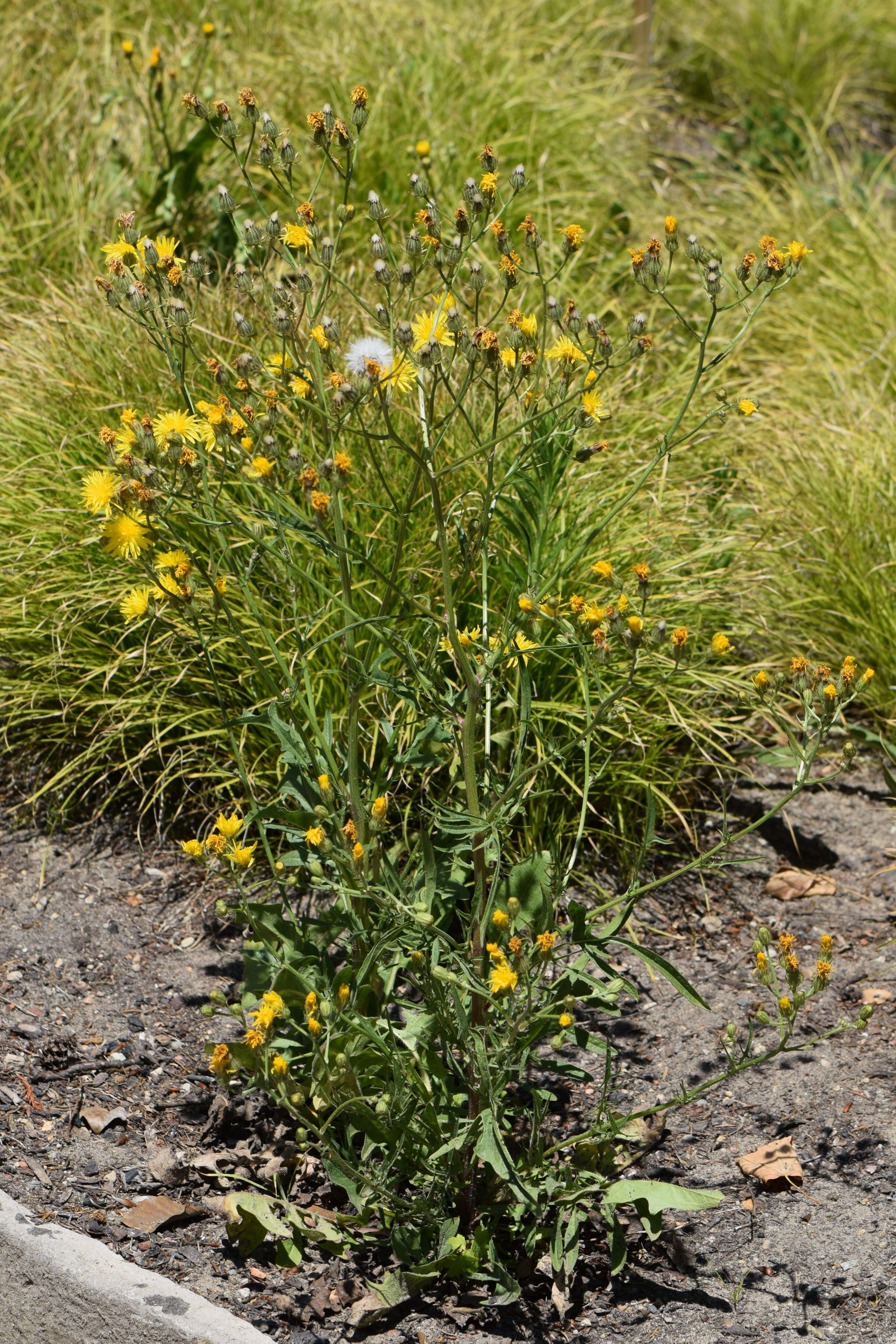 Image of rough hawksbeard