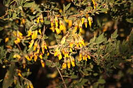 Image of Anagyris foetida L.