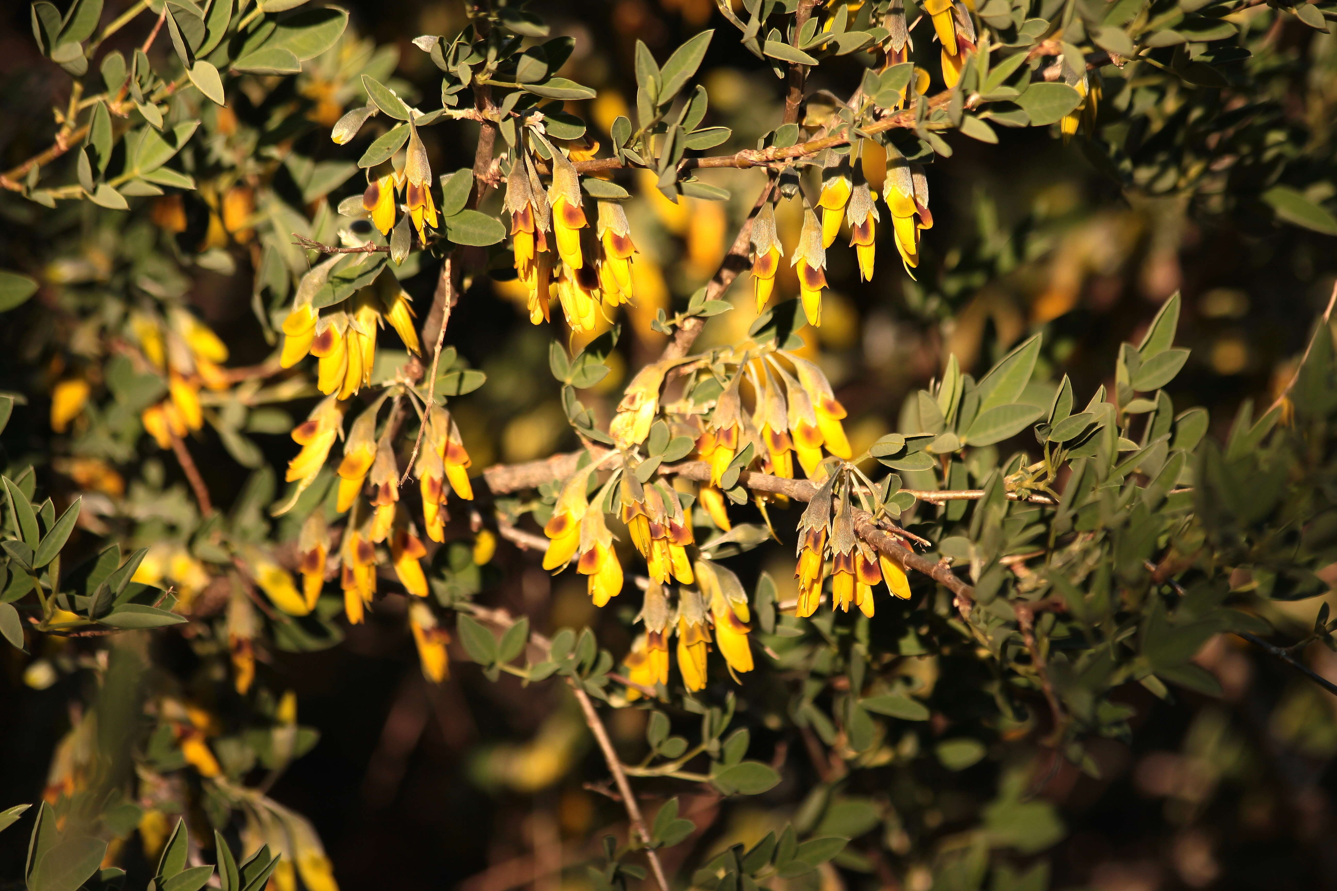 Image of Anagyris foetida L.