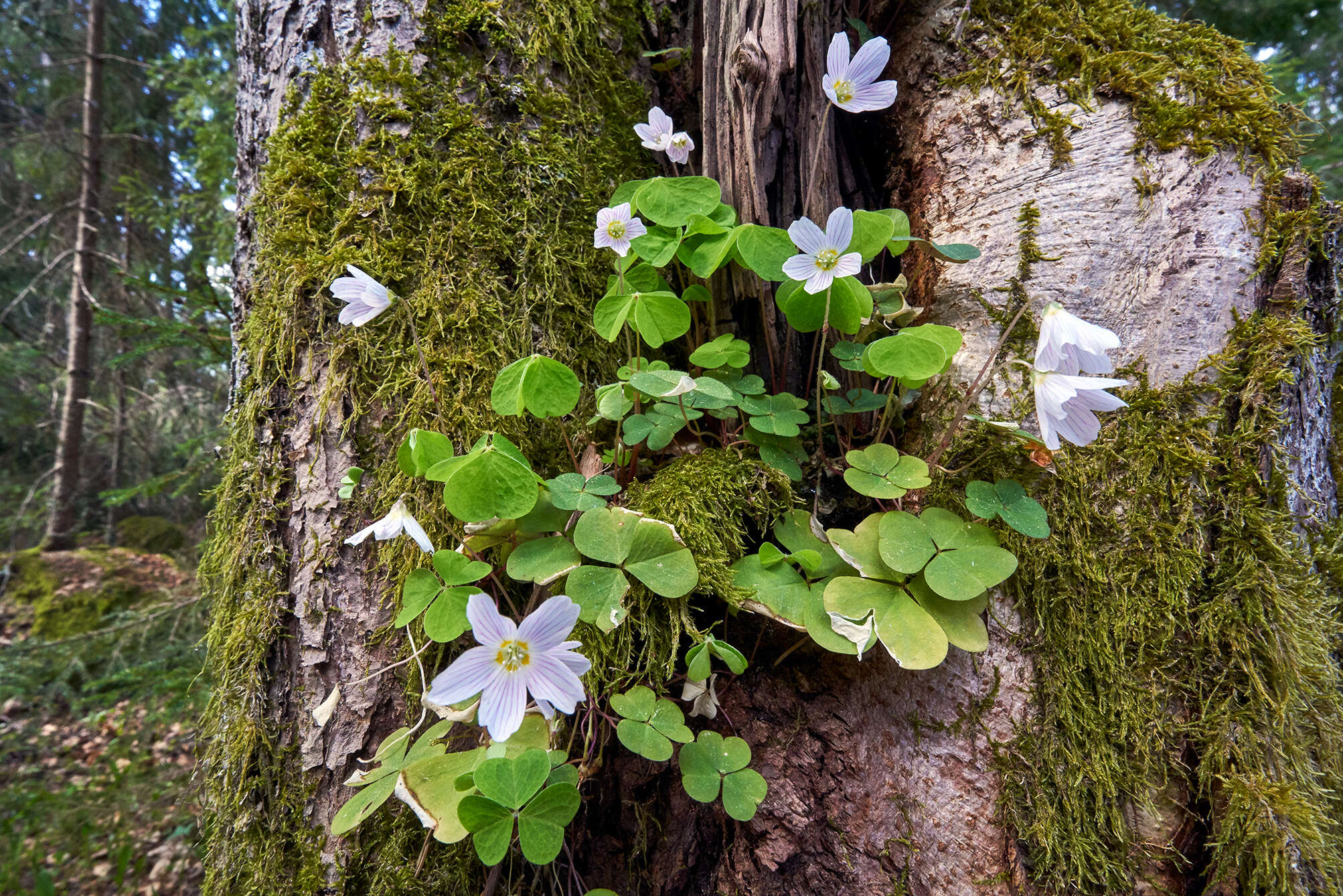 Imagem de Oxalis acetosella L.