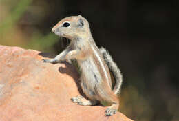 Image of white-tailed antelope squirrel