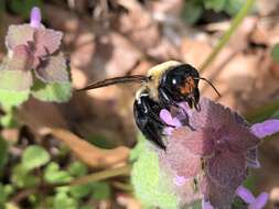 Image of Eastern Carpenter Bee