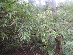 Image of hedge bamboo