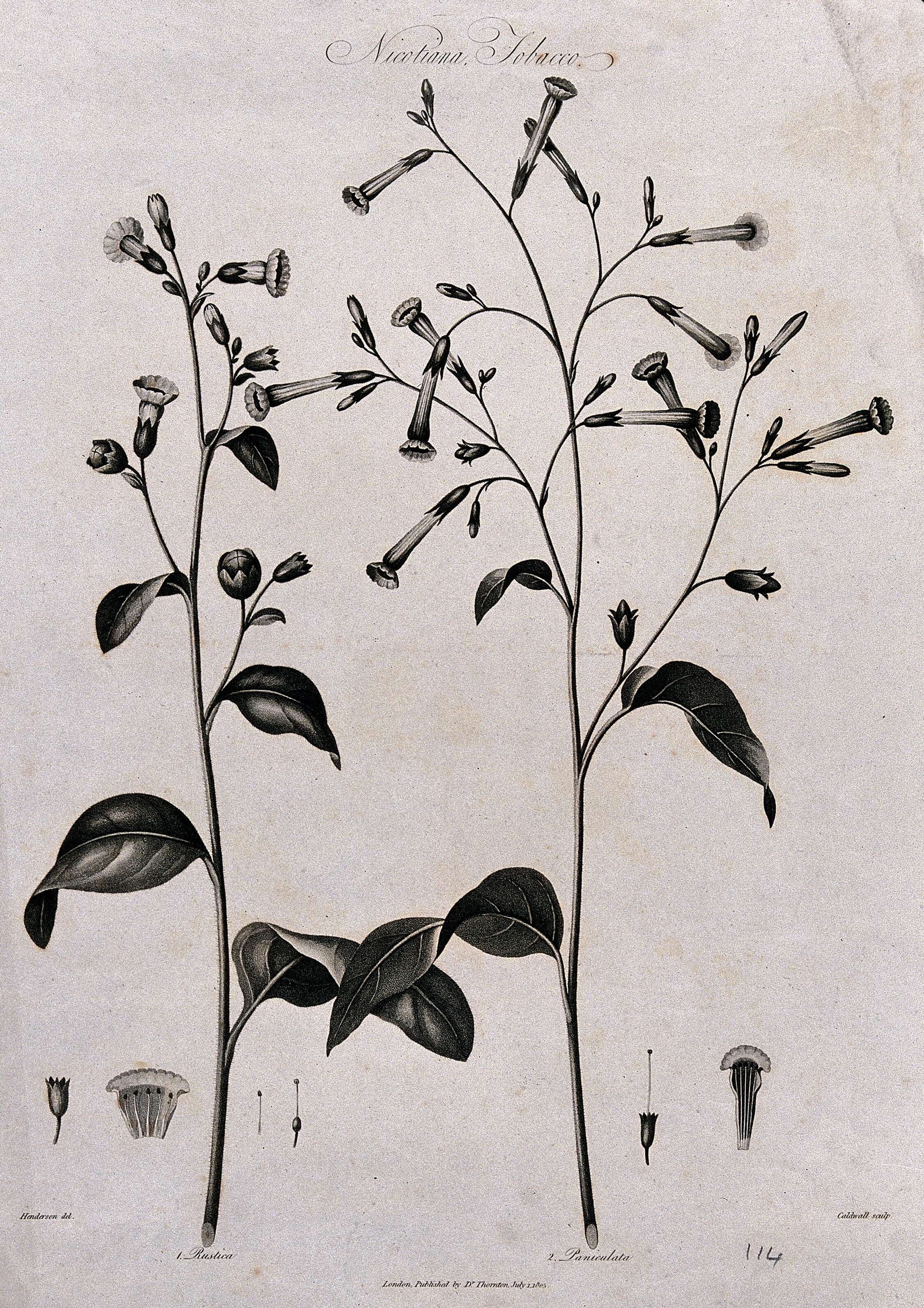 Nicotiana paniculata L. resmi